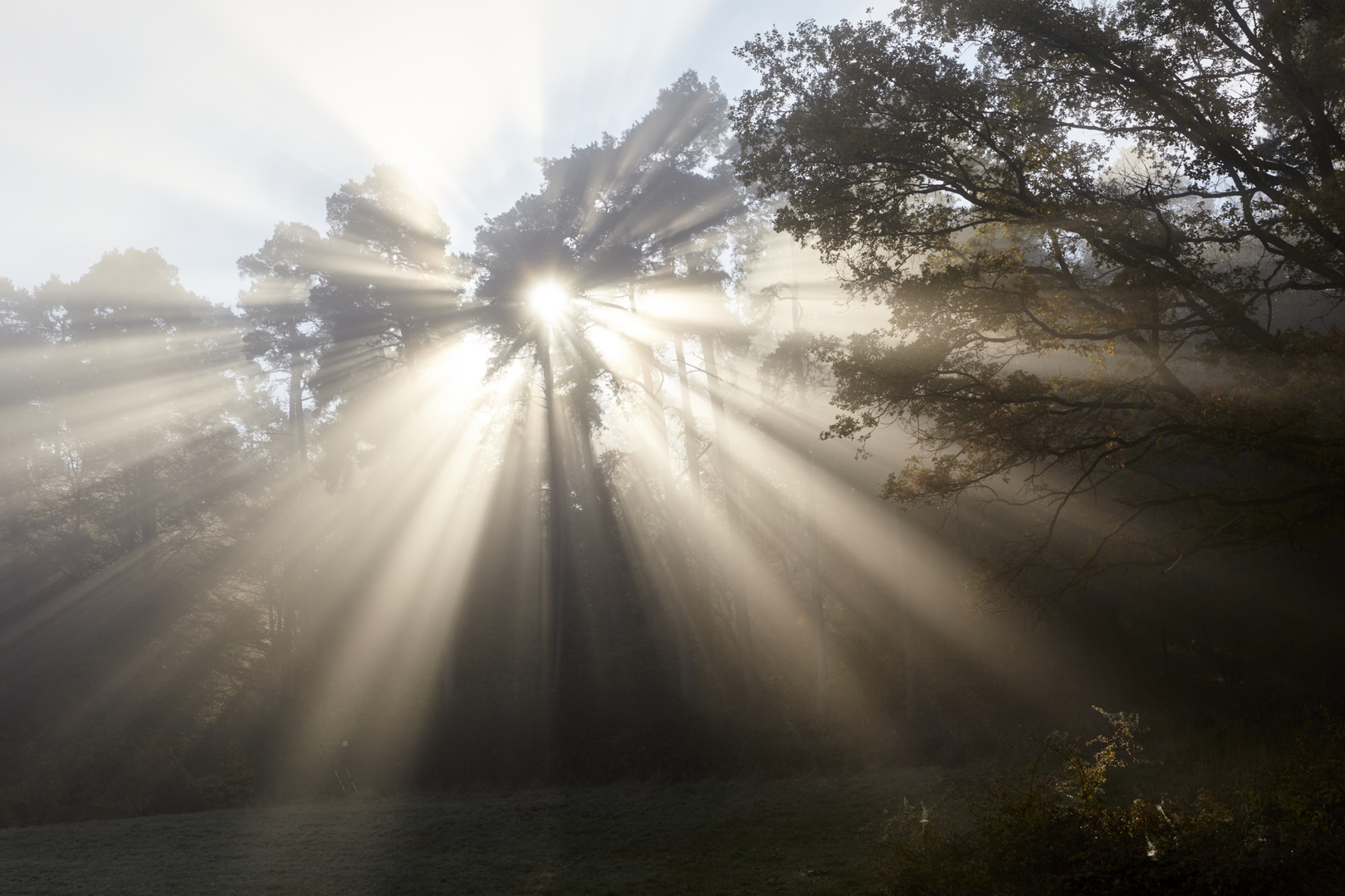 Nebel am Morgen