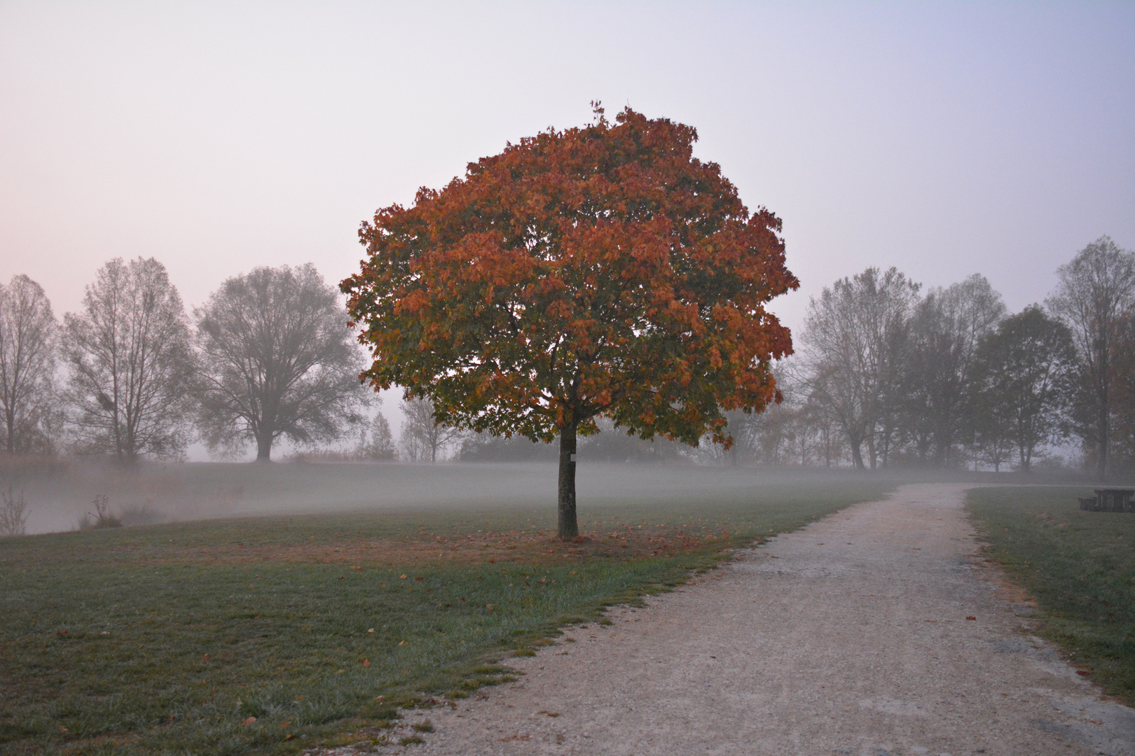 NEBEL am Morgen