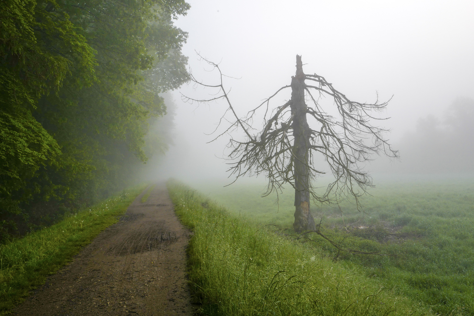 Nebel am Morgen....