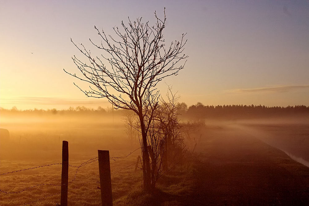 Nebel am Morgen