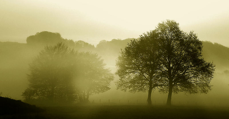 Nebel am Morgen