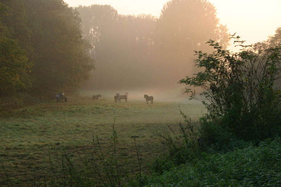 Nebel am Morgen