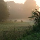 Nebel am Morgen