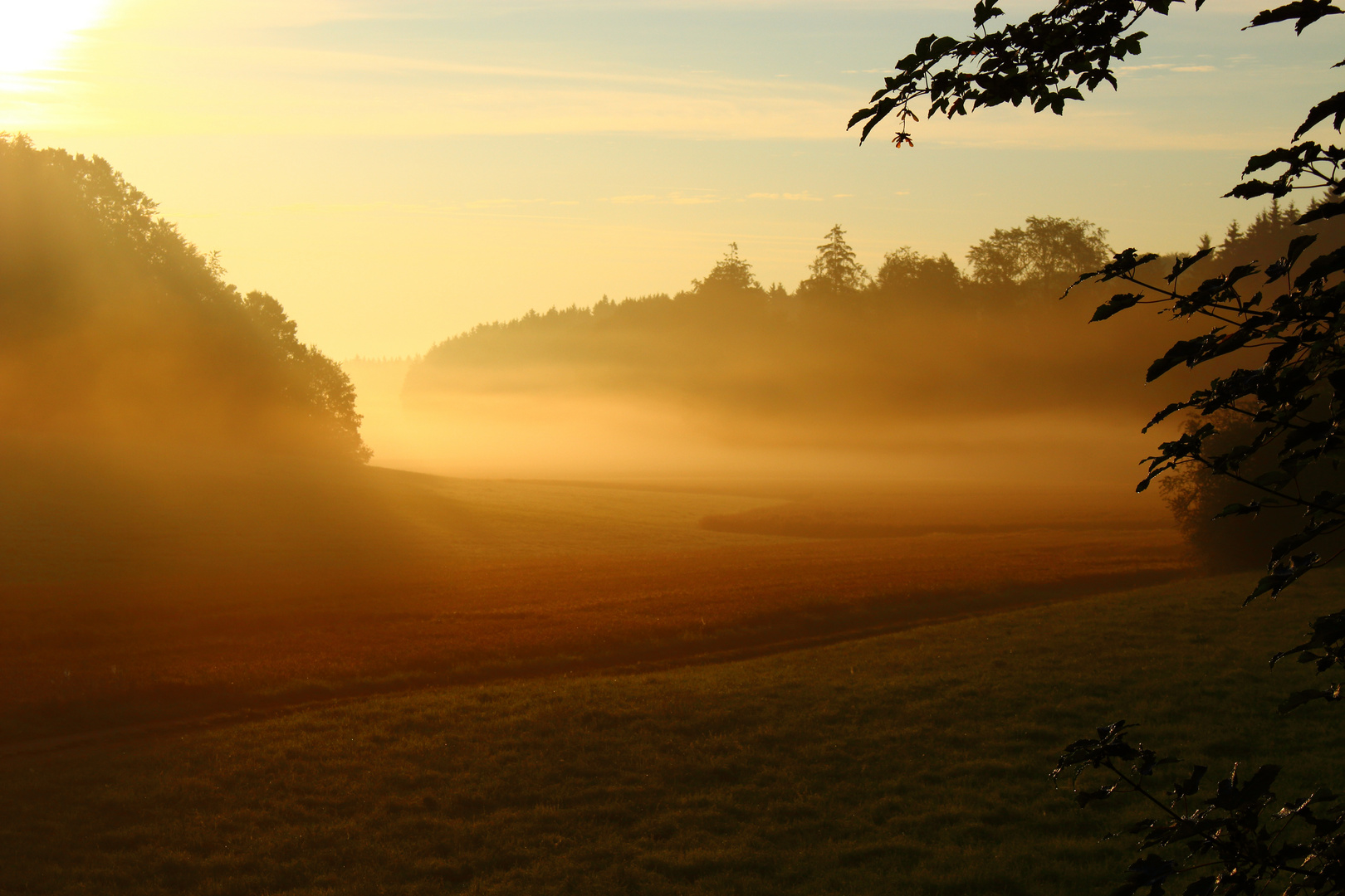 Nebel am Morgen