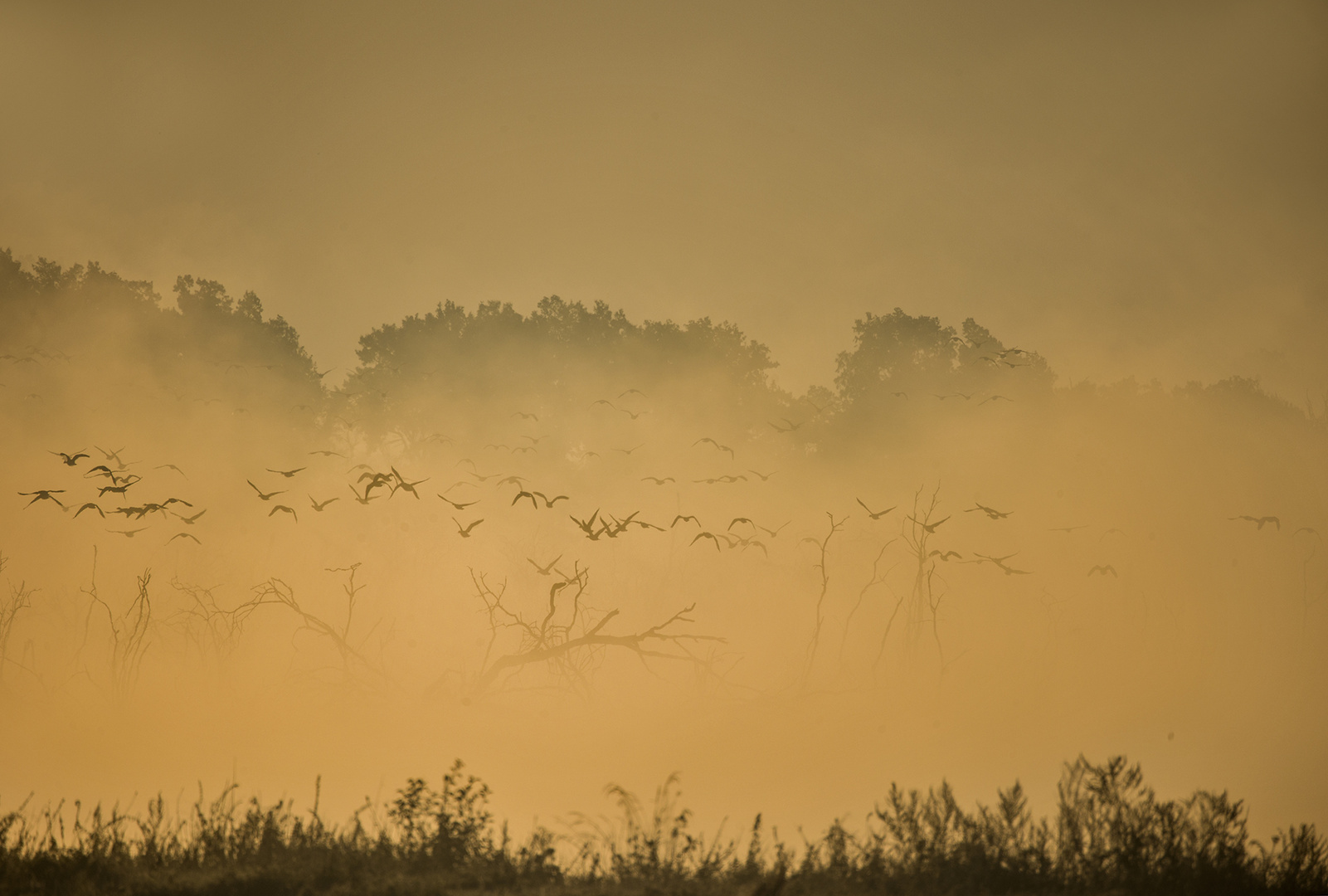 nebel am morgen