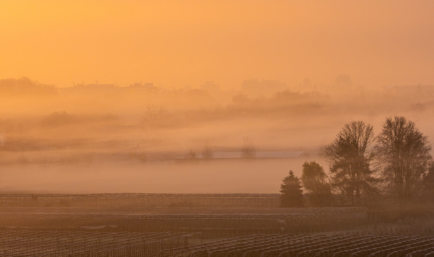 Nebel am Morgen