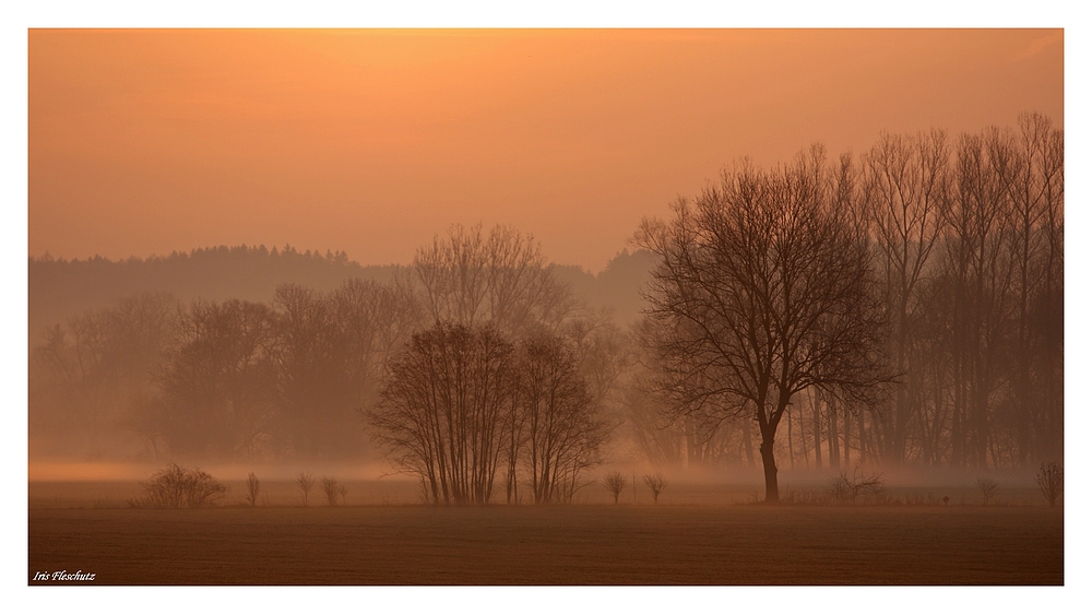 Nebel am Morgen