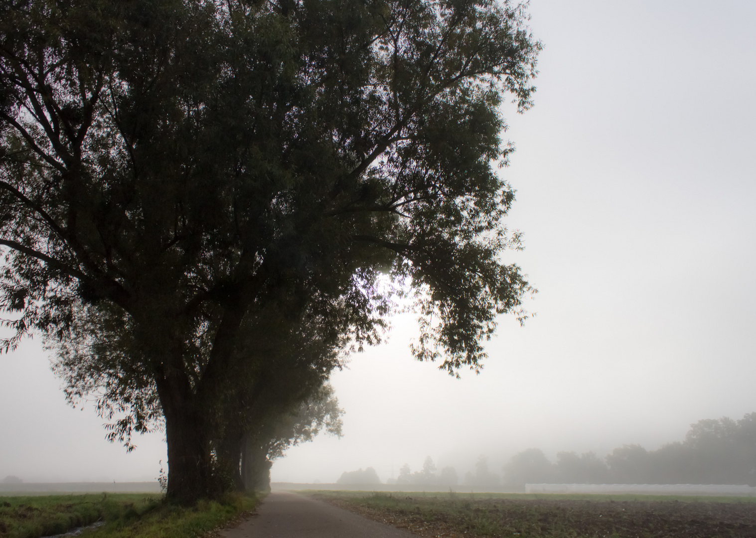 Nebel am Morgen