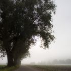 Nebel am Morgen