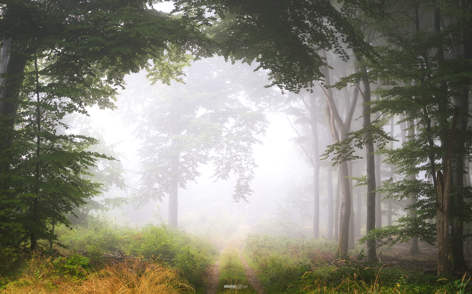 Nebel am Morgen