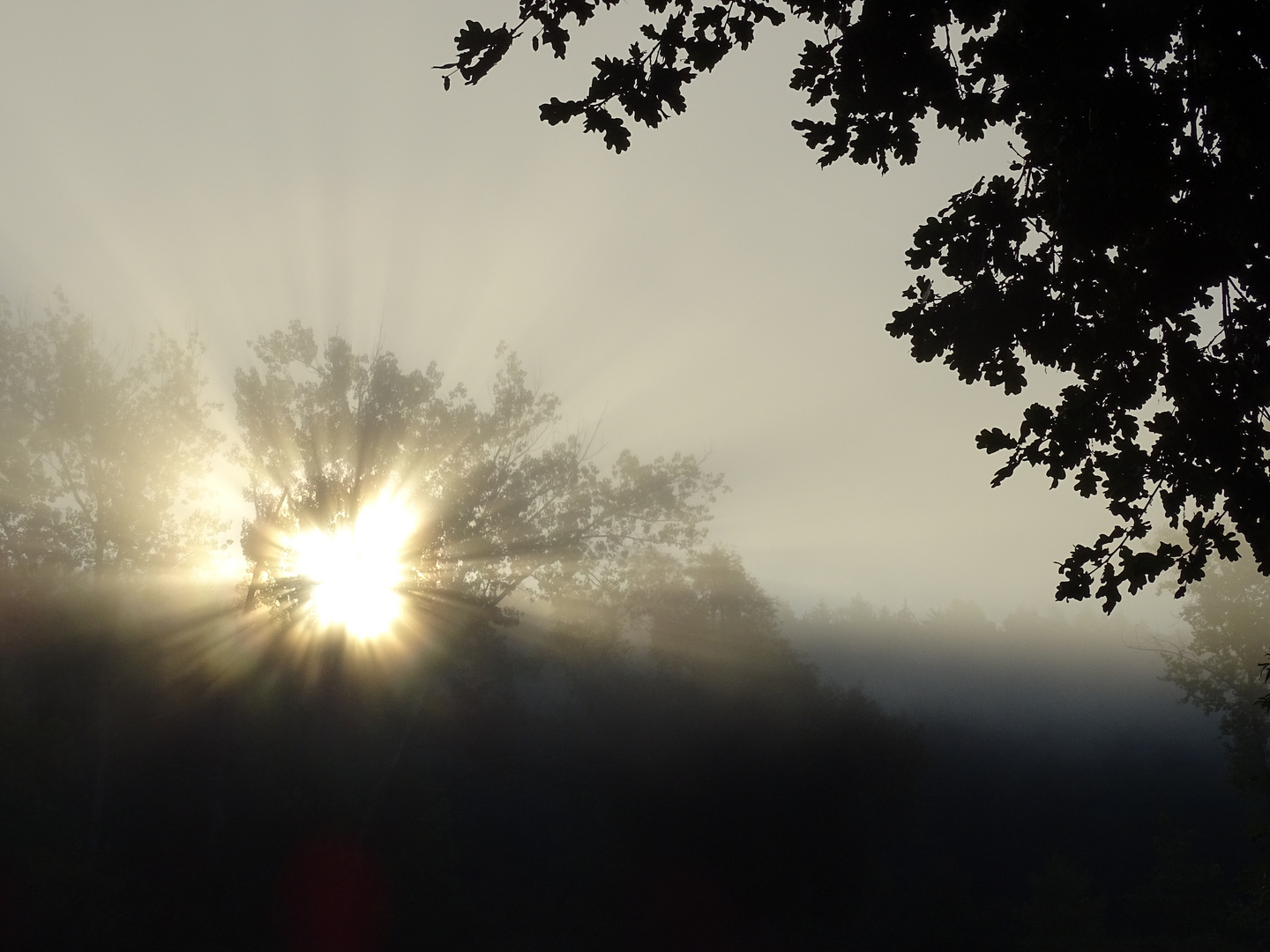 Nebel am Morgen