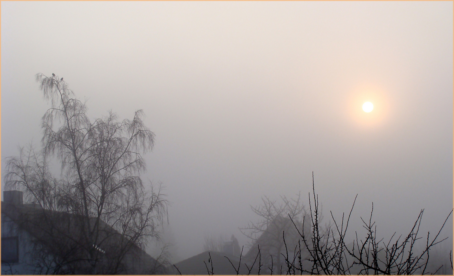 Nebel-am-Morgen--