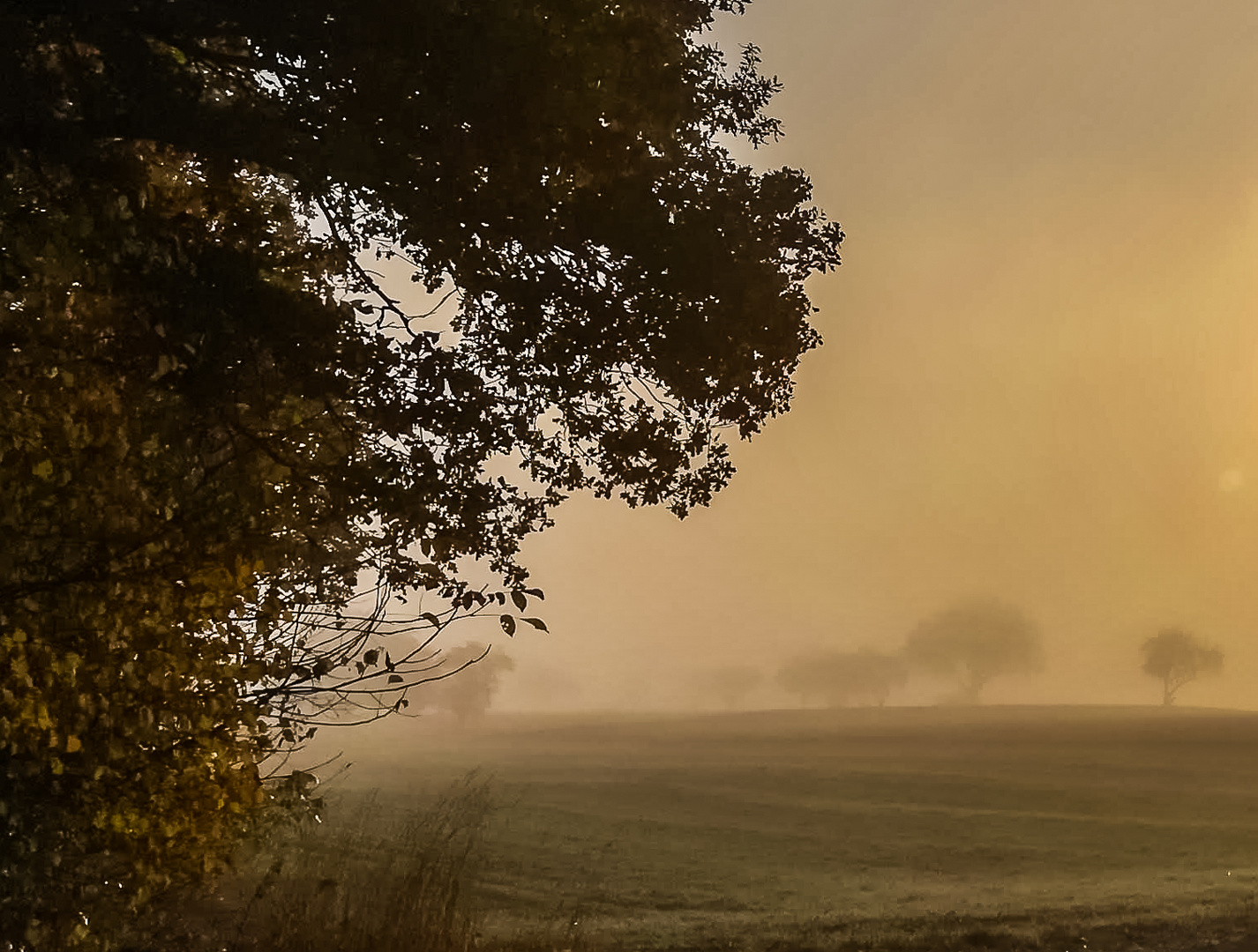 Nebel am Morgen