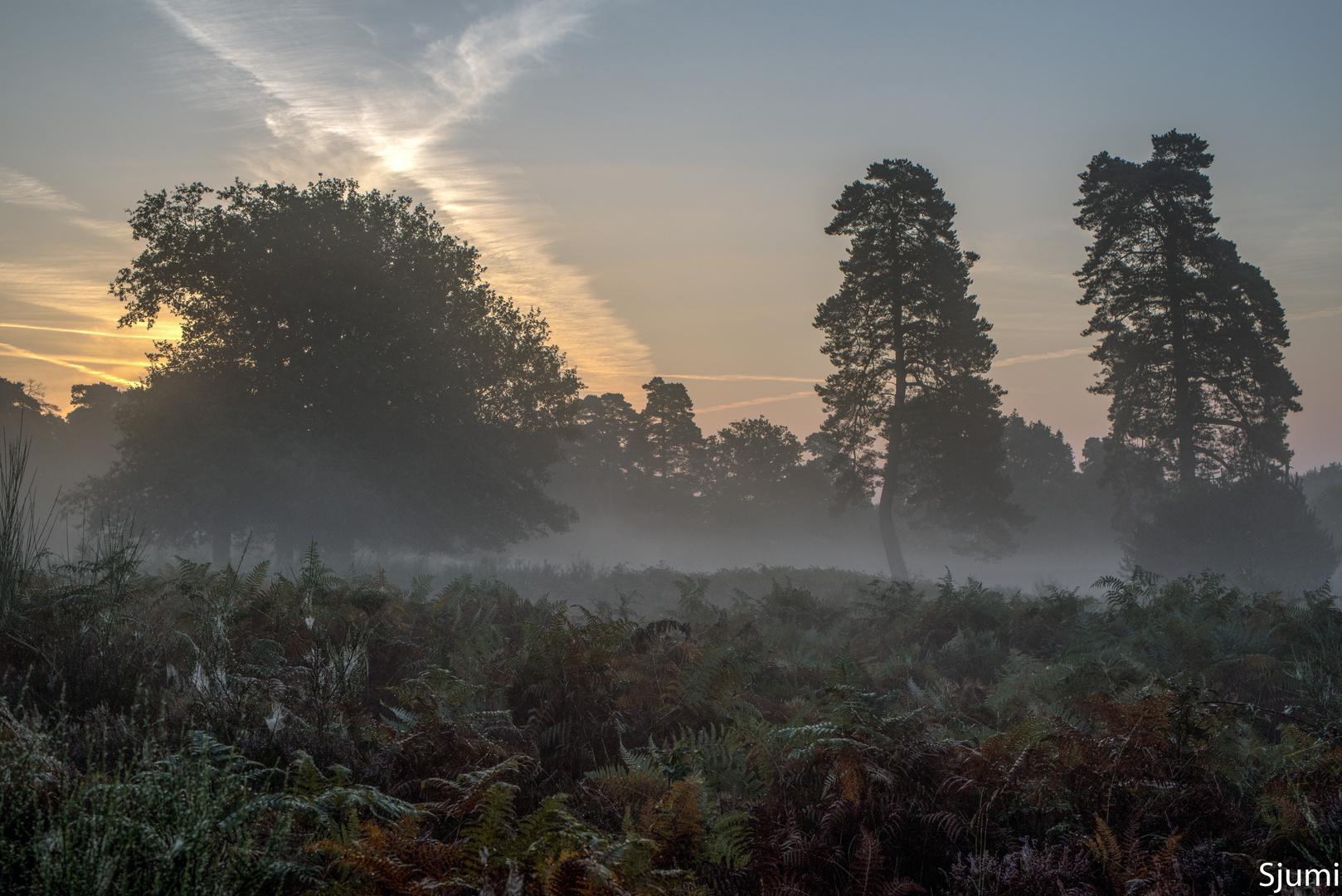 Nebel am Morgen