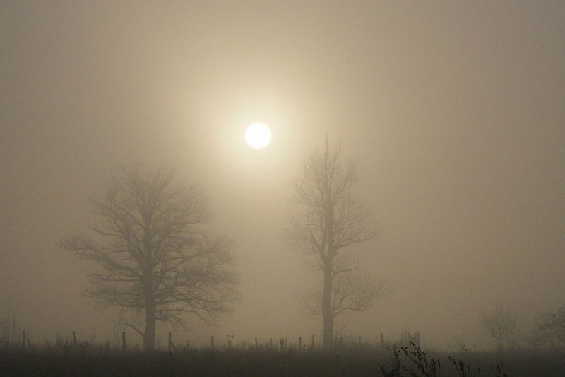 Nebel am Morgen