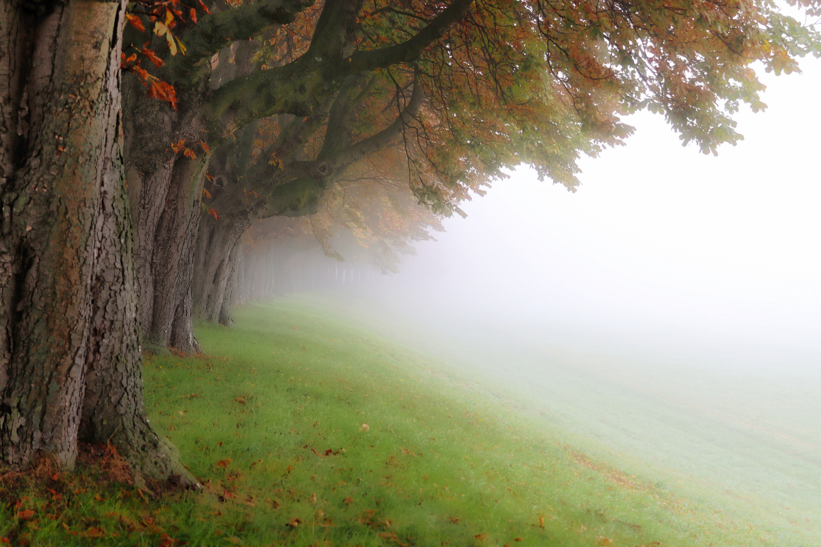 Nebel am Morgen   ©