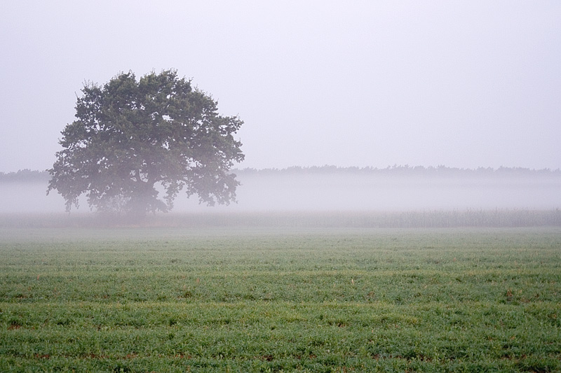 Nebel am Morgen....