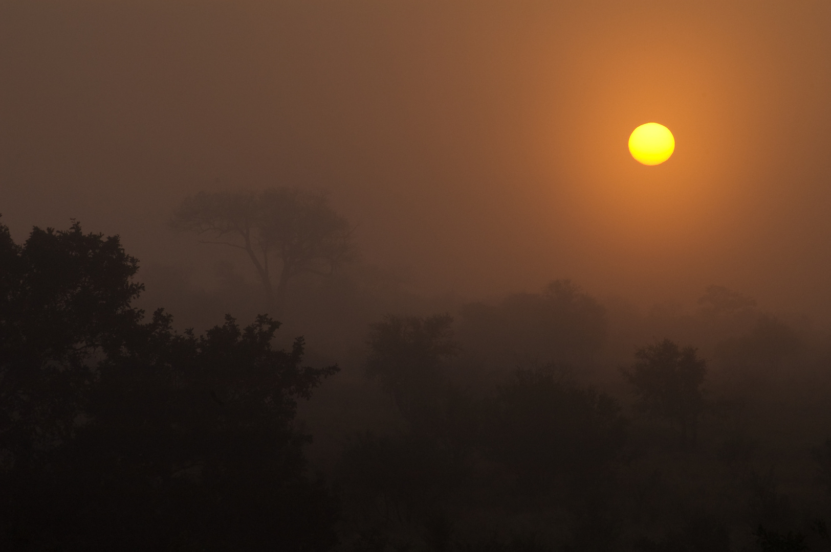 Nebel am Morgen