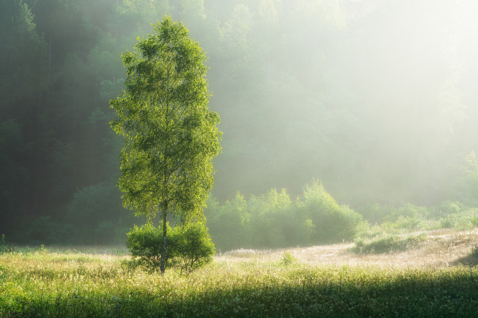 Nebel am Morgen