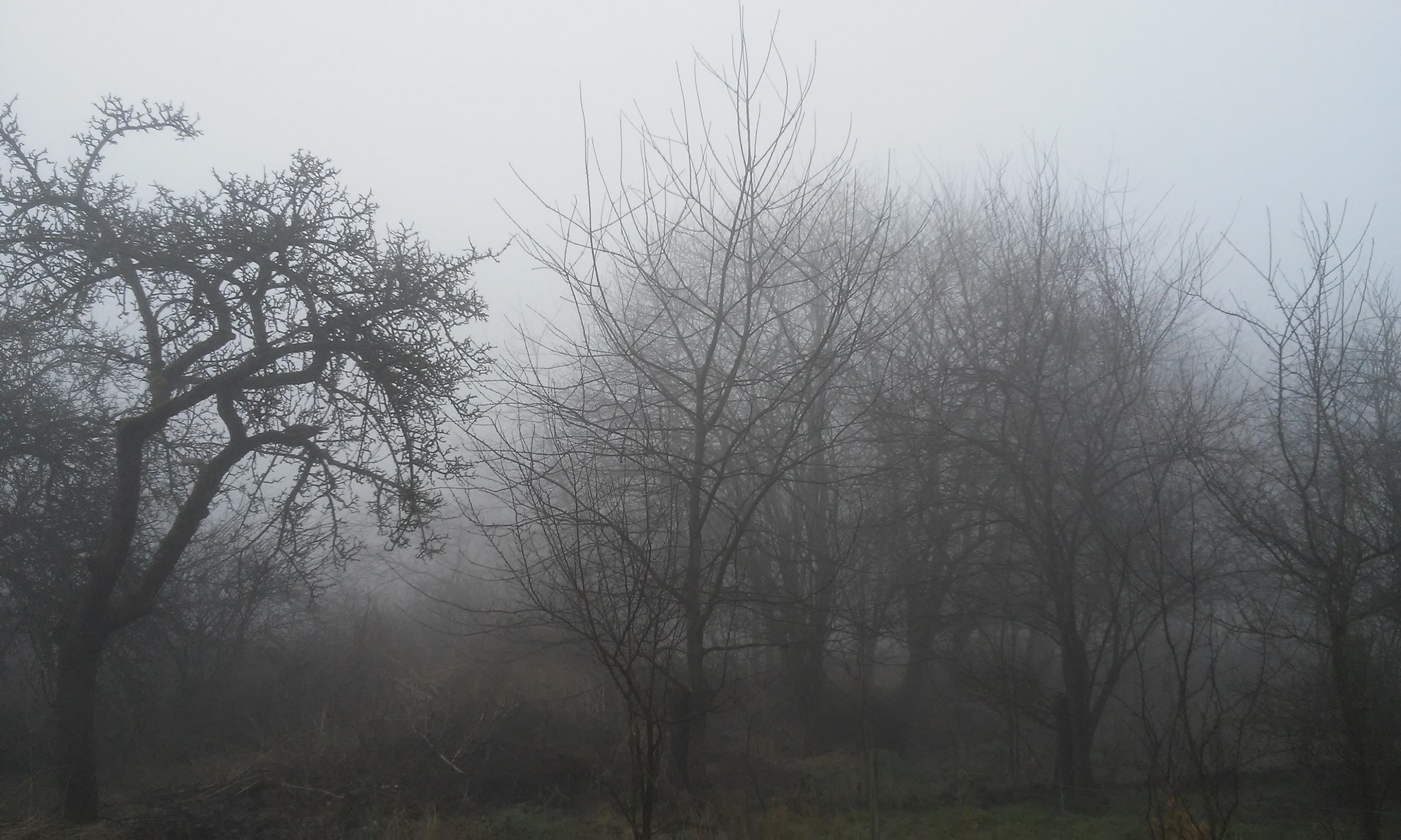 Nebel am Morgen