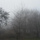 Nebel am Morgen