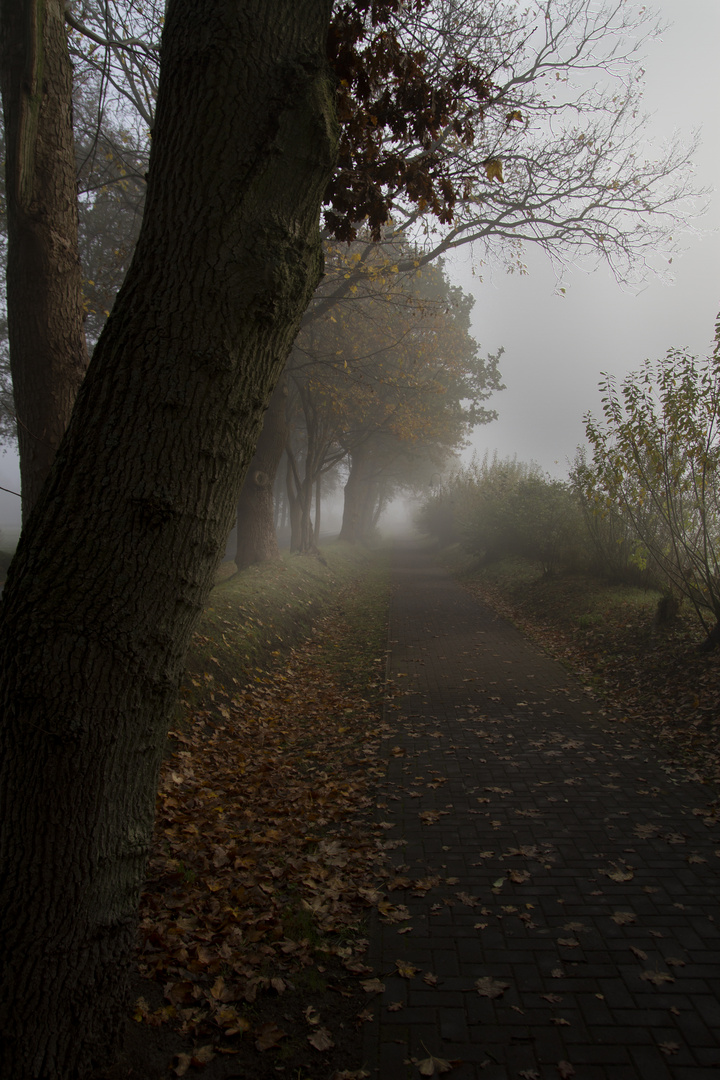 Nebel am Morgen