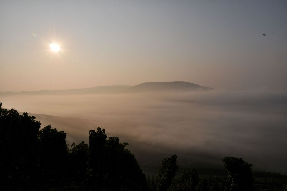 Nebel am Morgen