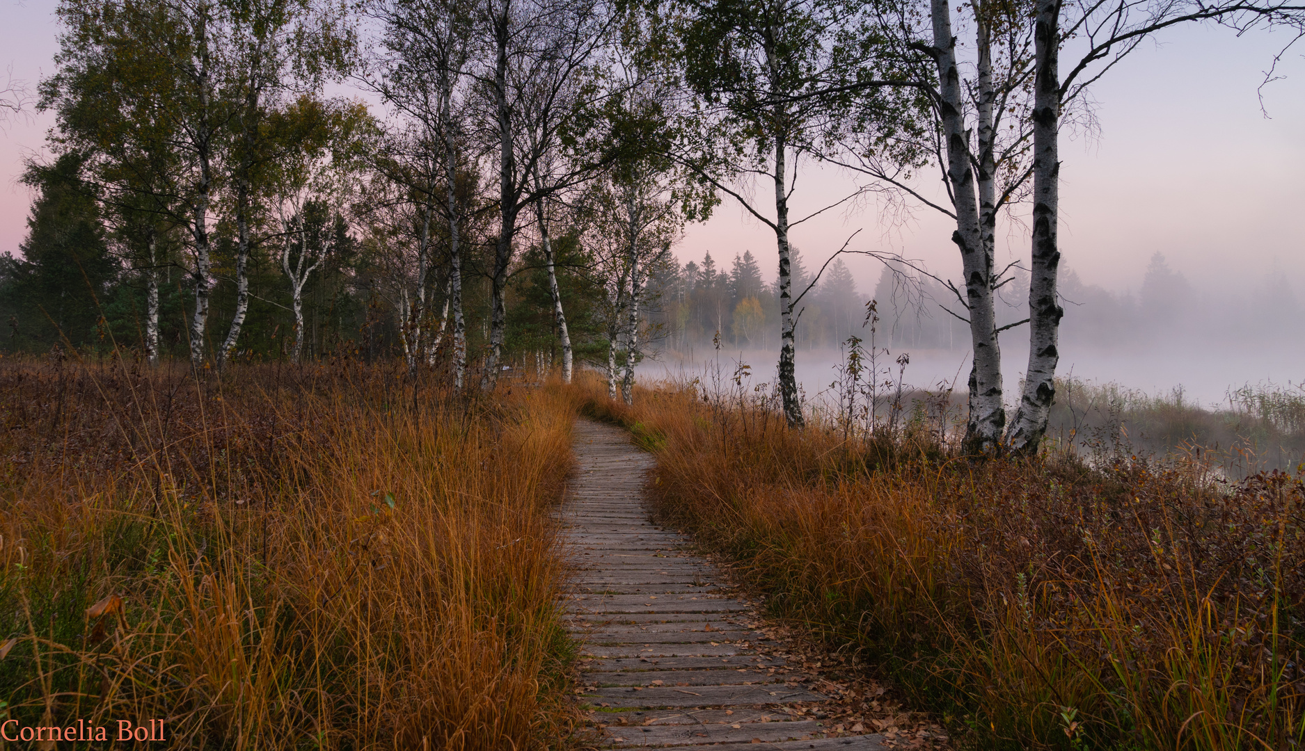 Nebel am Morgen im Wurzacher Ried