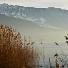 Nebel am Morgen über den Thuner See