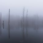 Nebel am Morgen vertreibt Kummer und Sorgen. 