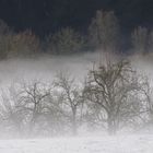 Nebel am Neckar
