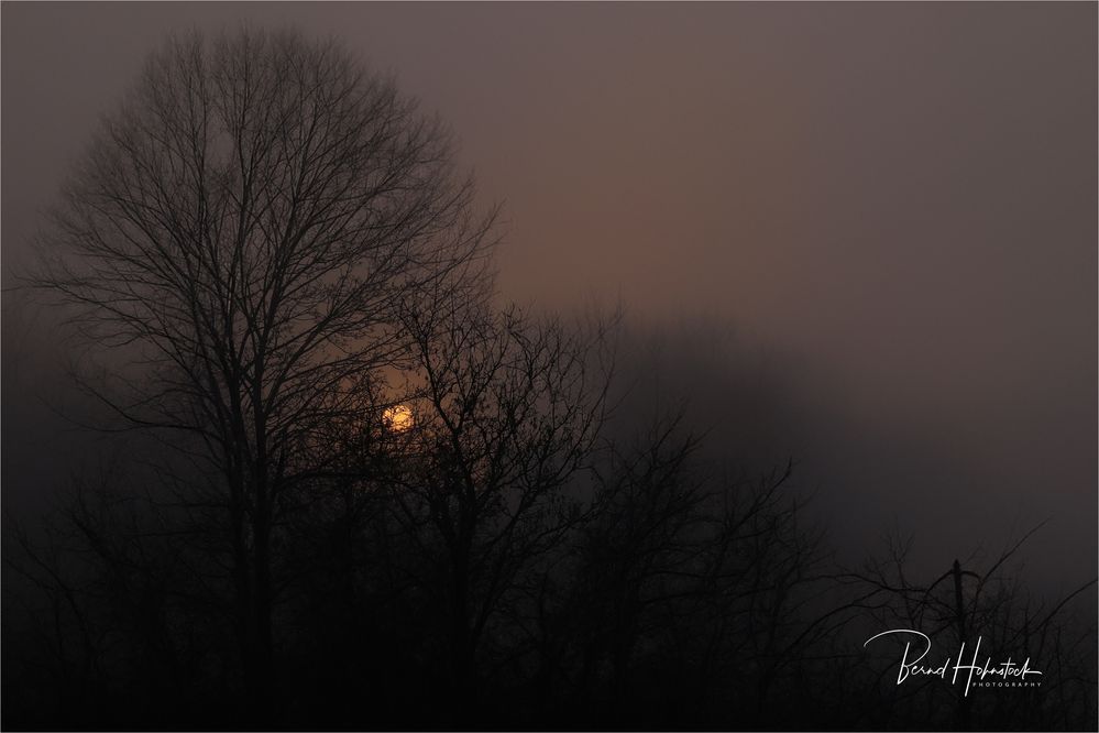 Nebel am Niederrhein  ... an einem besonderen Tag ....