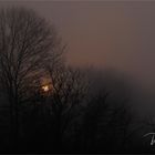 Nebel am Niederrhein  ... an einem besonderen Tag ....