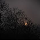 Nebel am Niederrhein -----