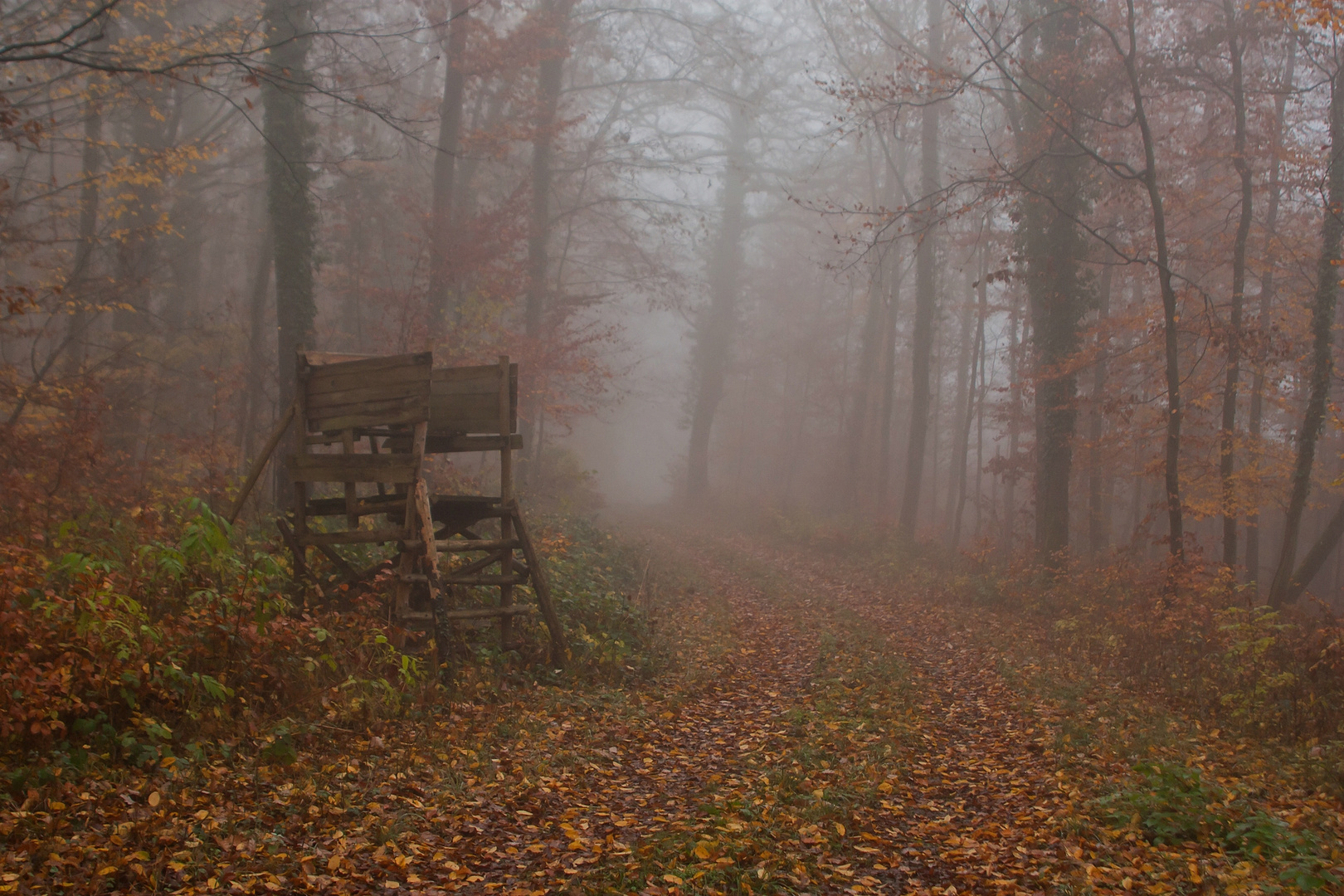 Nebel am Niederstand