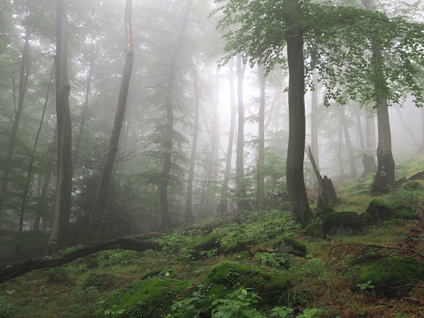 Nebel am Nonnenstromberg