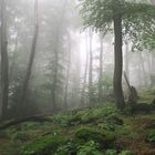 Nebel am Nonnenstromberg