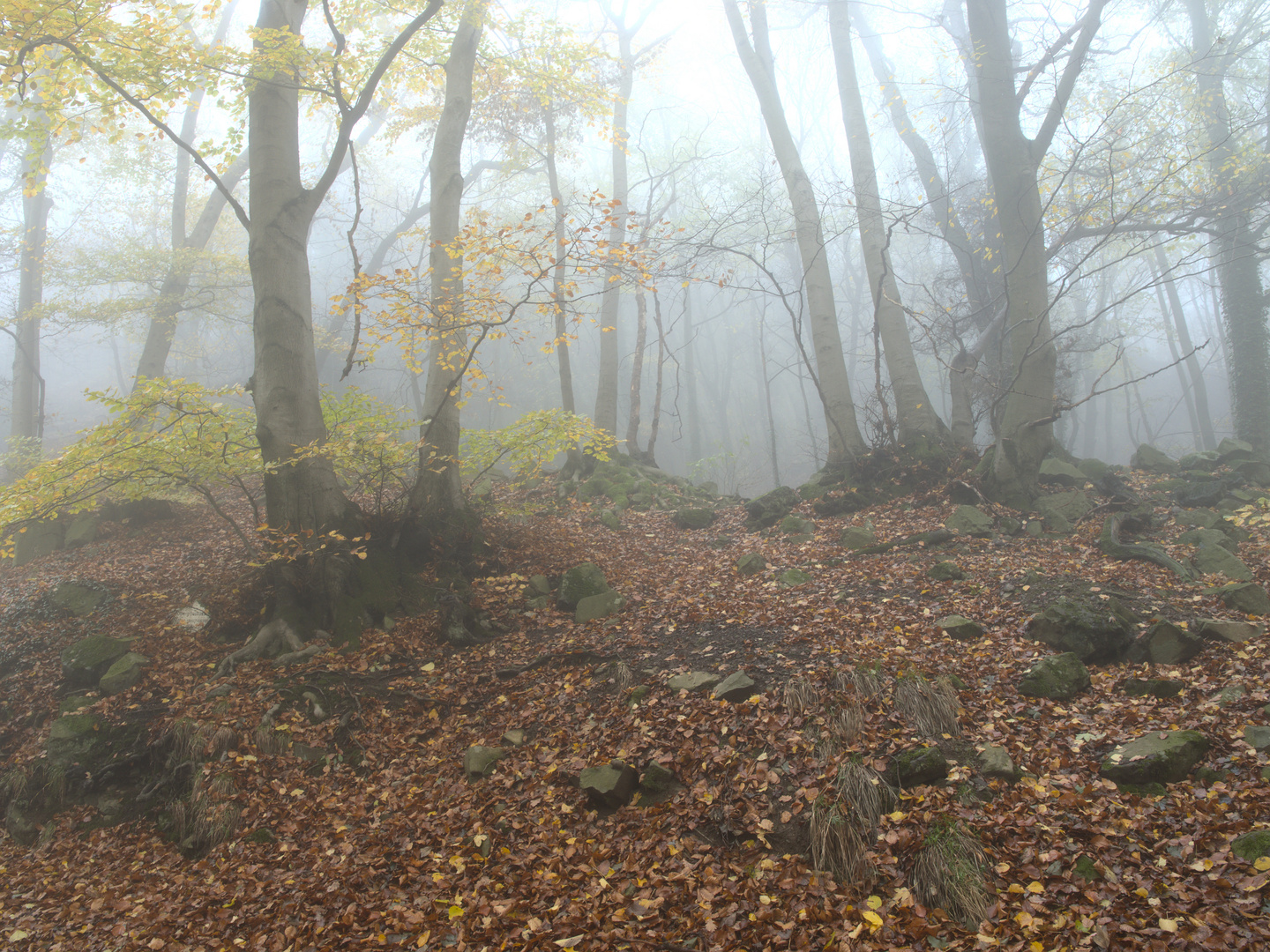 Nebel am Oelberg