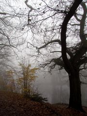 Nebel am Pfefferteich in Salzwedel