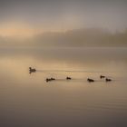 Nebel am Rhein