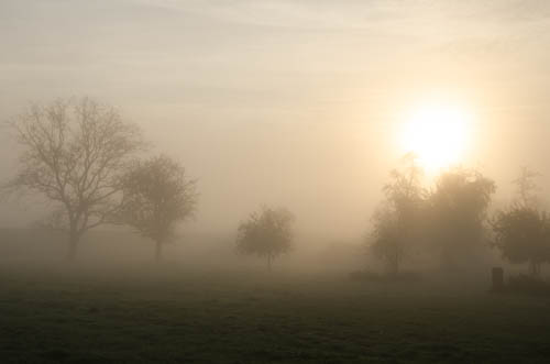 Nebel am Rhein