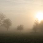 Nebel am Rhein