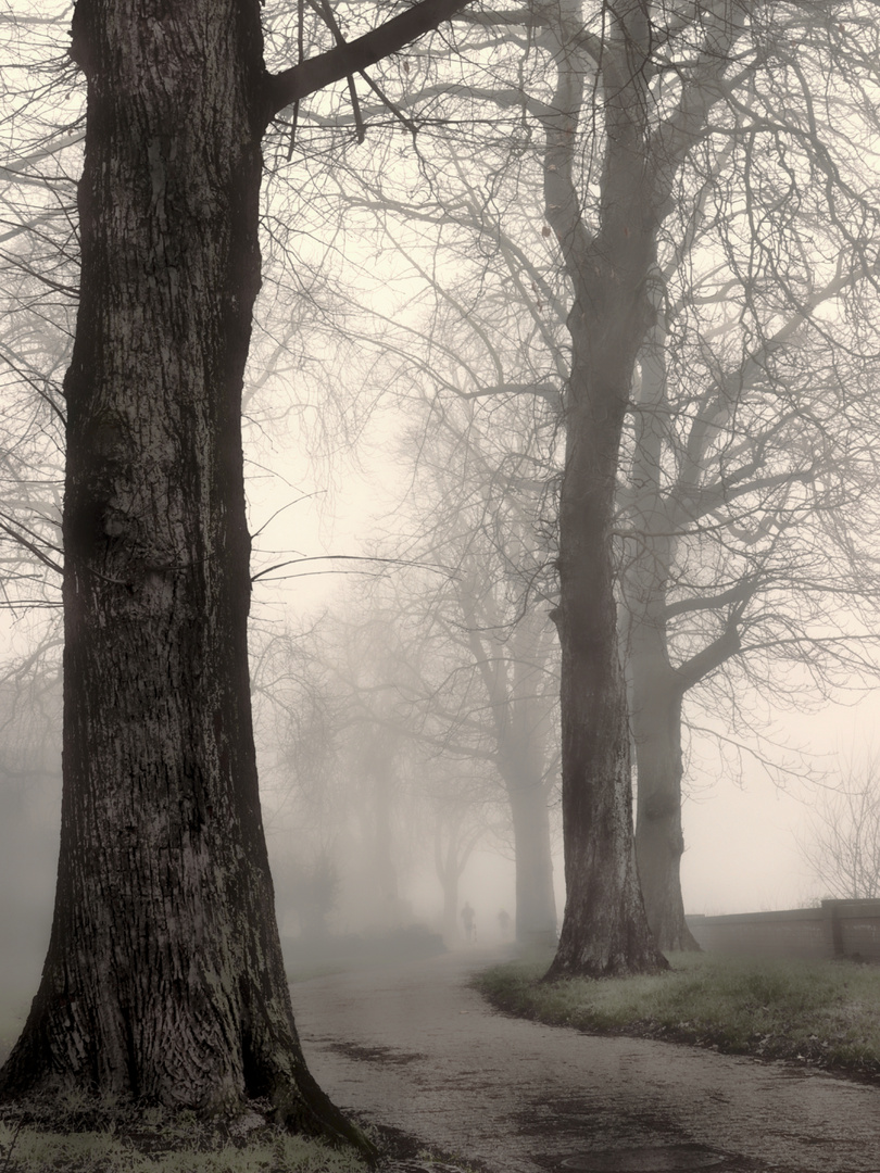Nebel am Rhein  ©