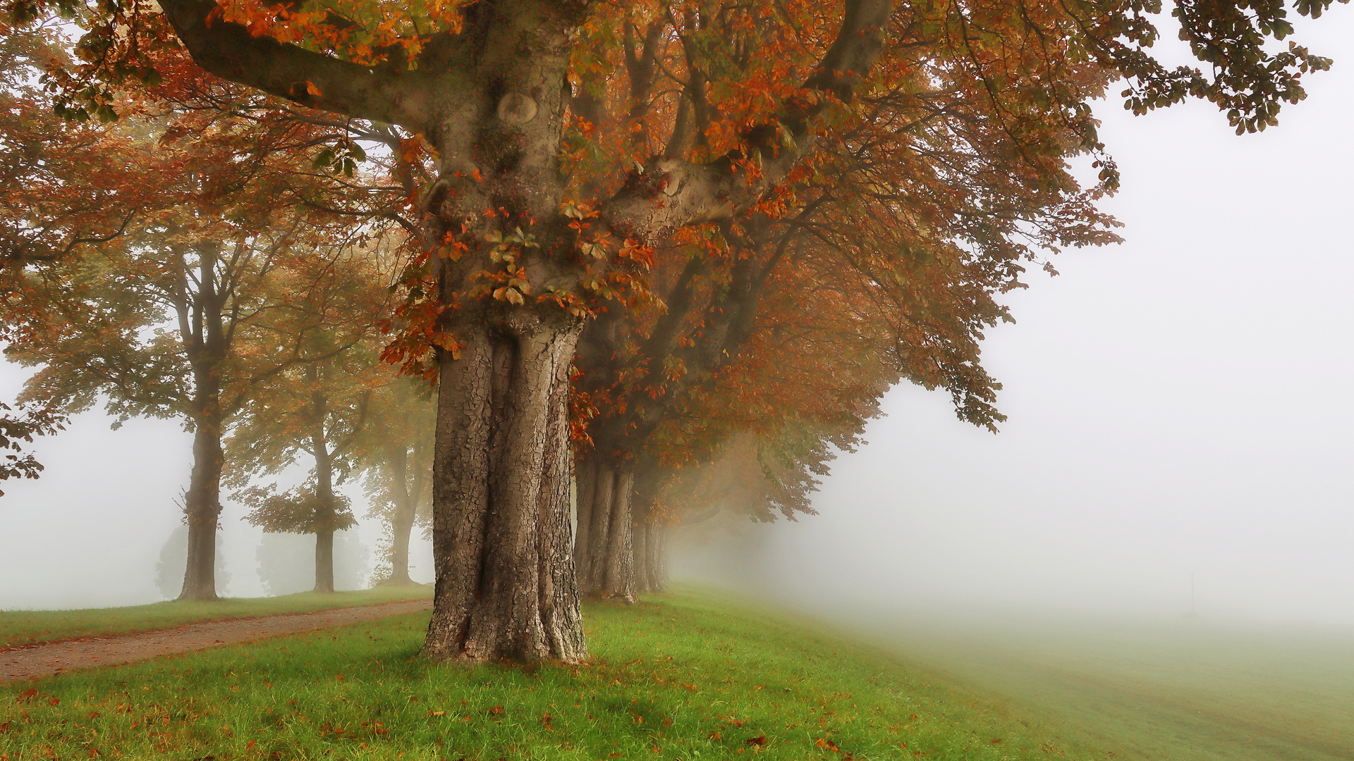 Nebel am Rheinufer     ©