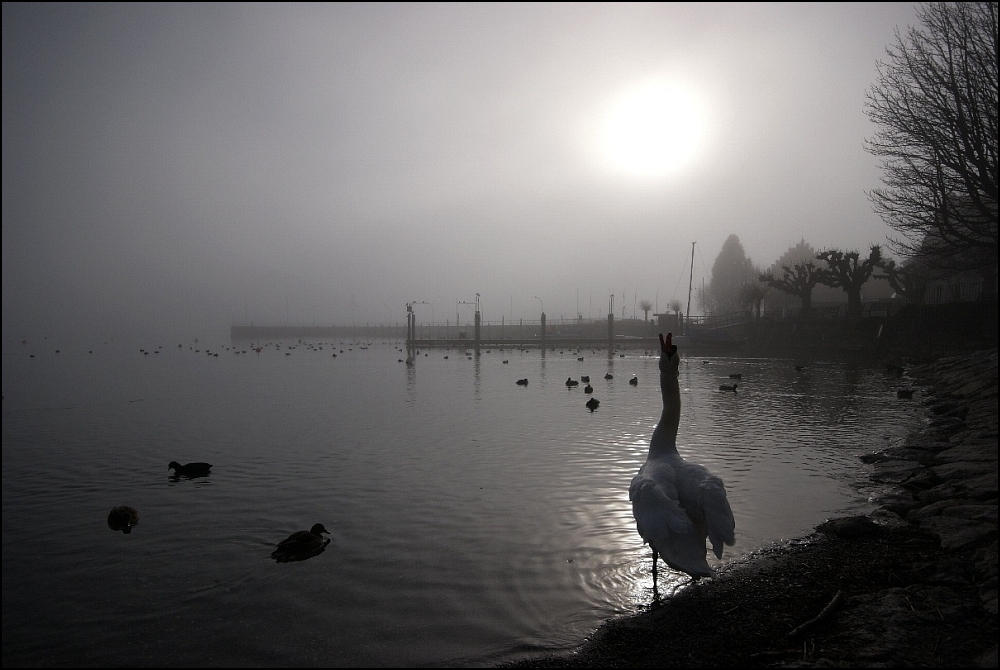 Nebel am See 3