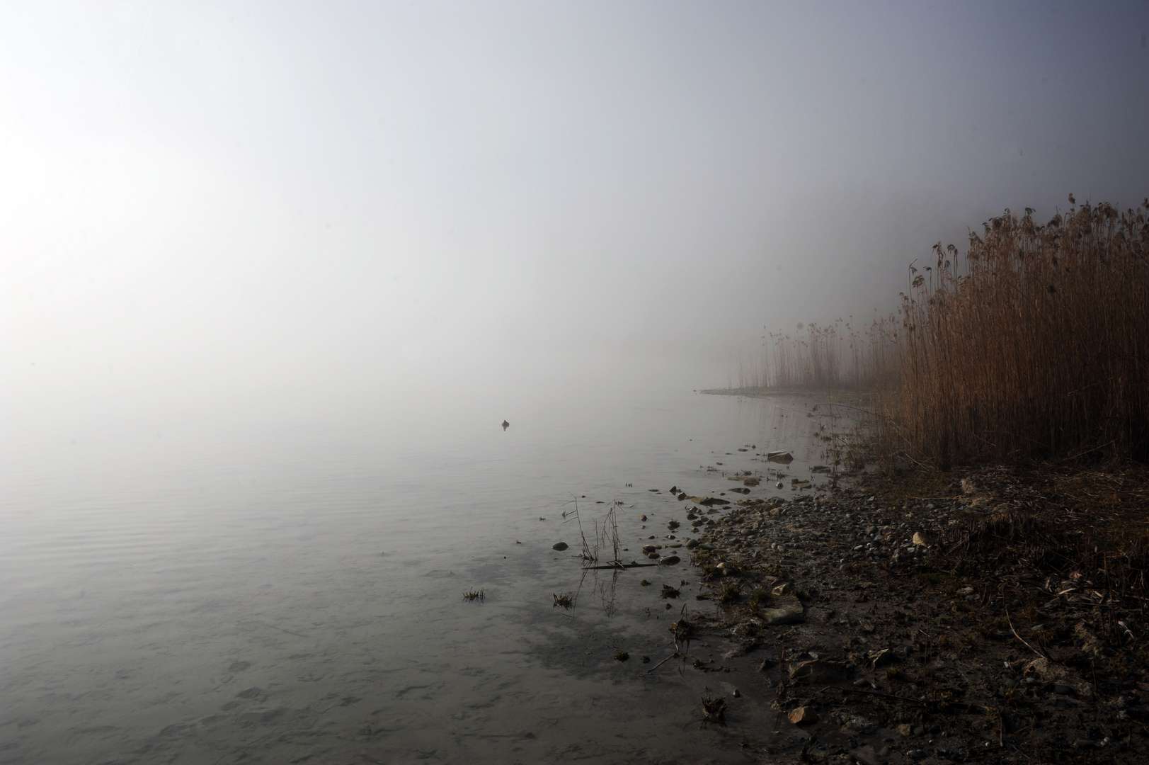 Nebel am see