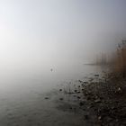 Nebel am see