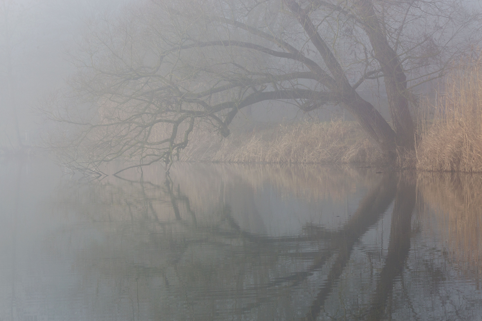 Nebel am See