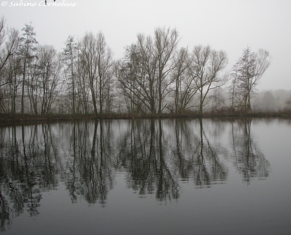 Nebel am See