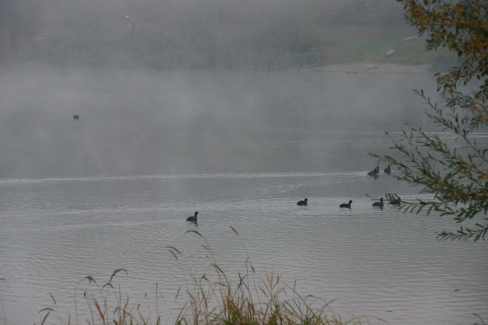 Nebel am See